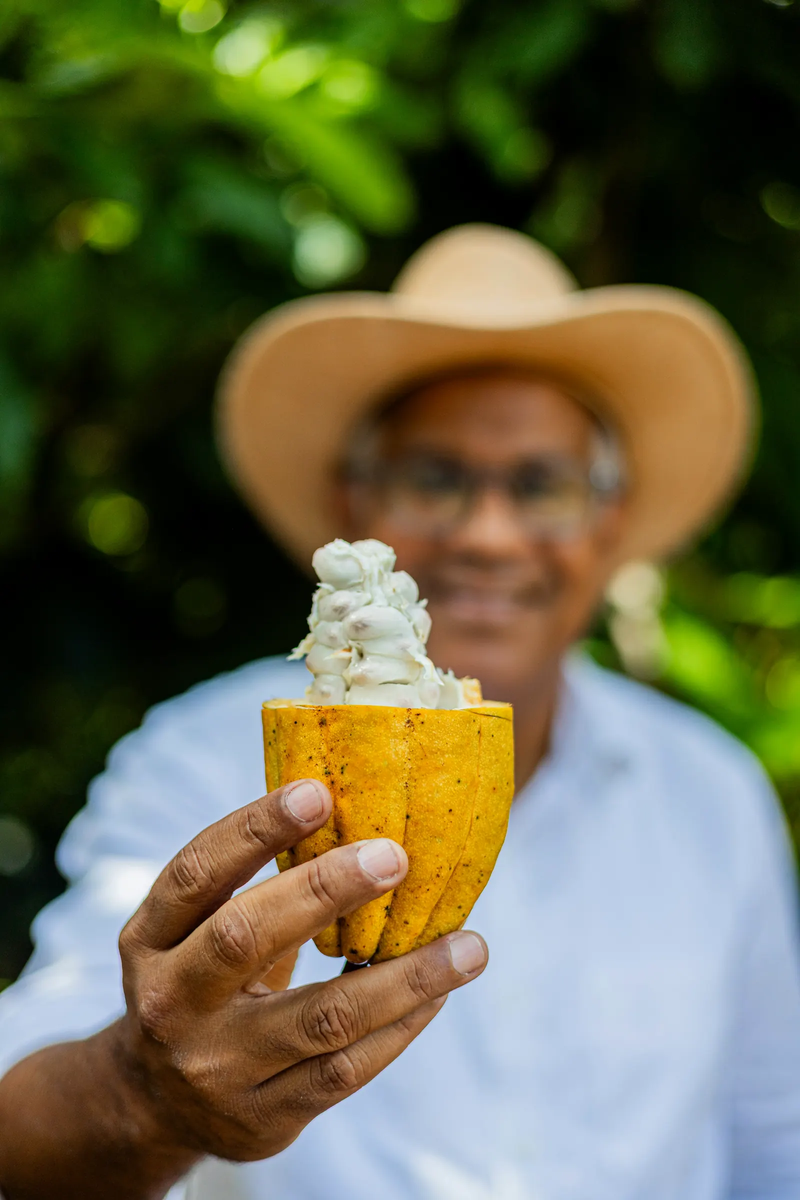 Fruto de cacao abierto