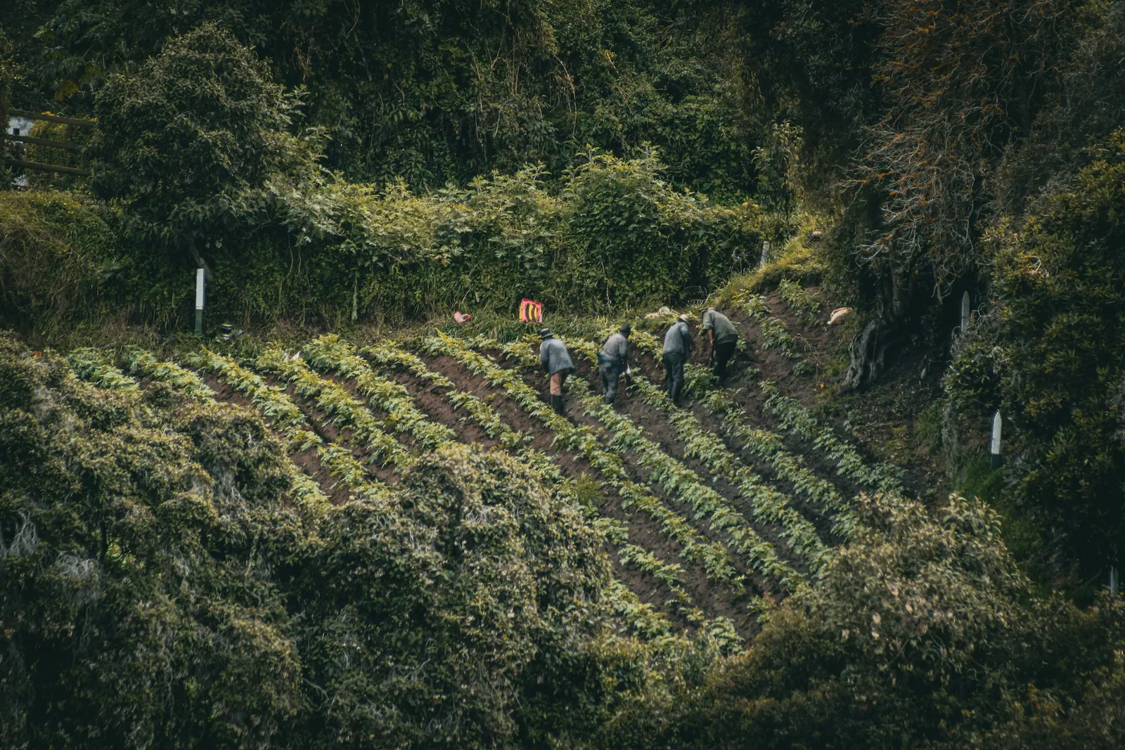 Vista aérea de personas trabajando en un cultivo de ladera