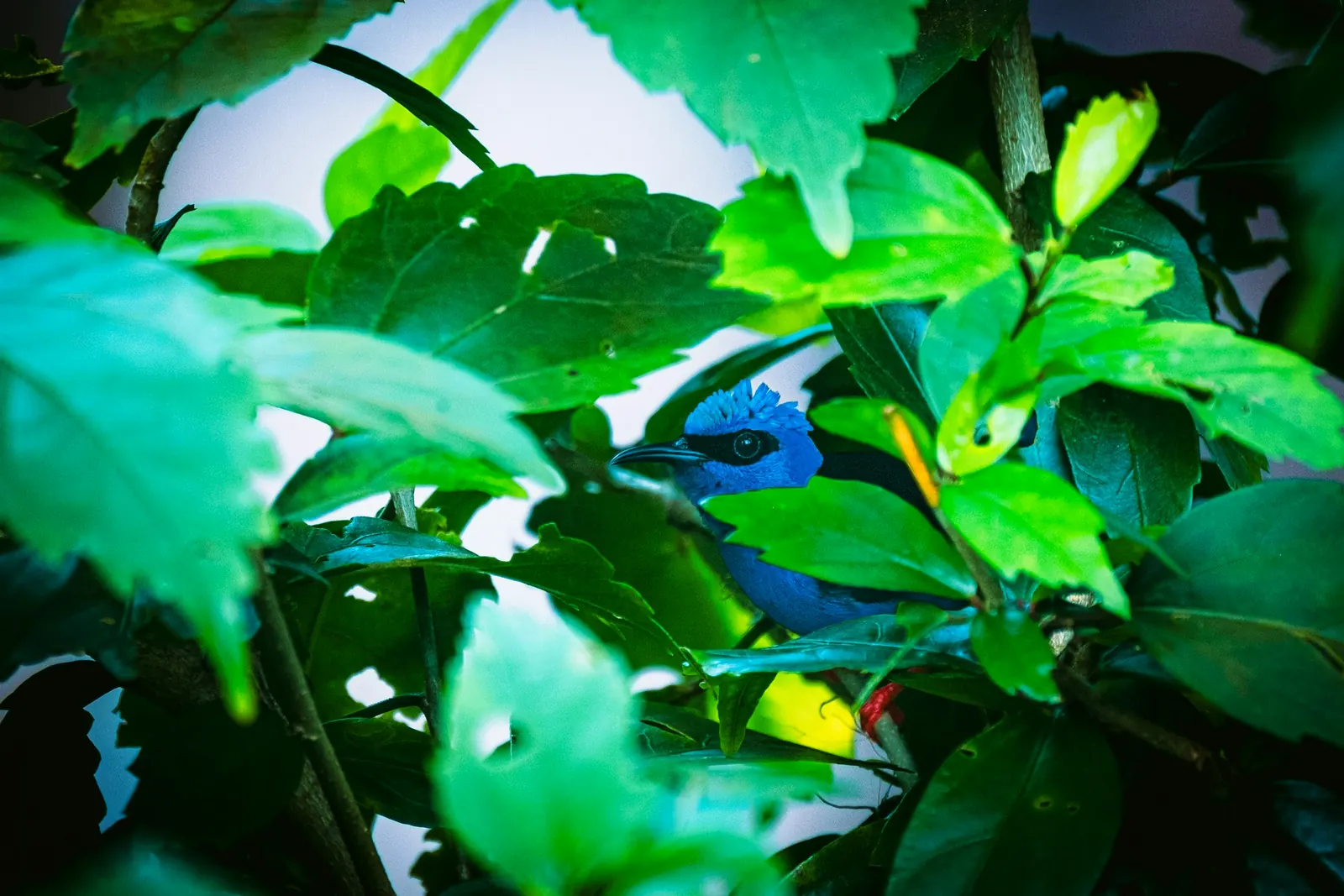 Ave azul entre hojas verdes
